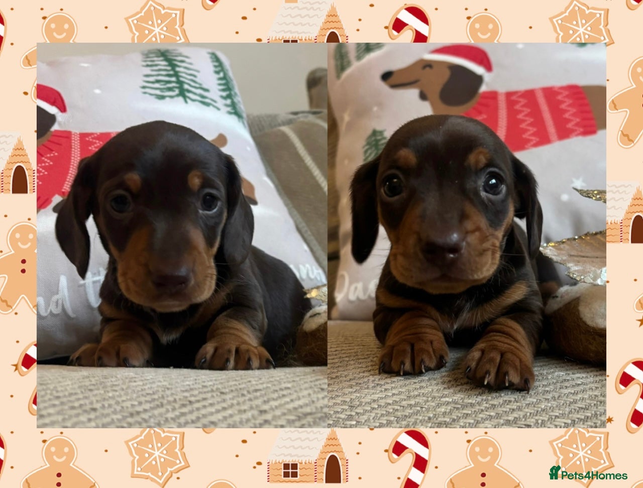 Miniature Dachshund dogs BEAUTIFUL PRA CLEAR & KC REG MINIS - Advert 1