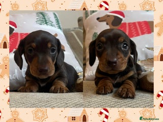 Miniature Dachshund dogs BEAUTIFUL PRA CLEAR & KC REG MINIS - Advert 1