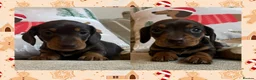 Miniature Dachshund dogs for sale: BEAUTIFUL PRA CLEAR & KC REG MINIS - Advert 3
