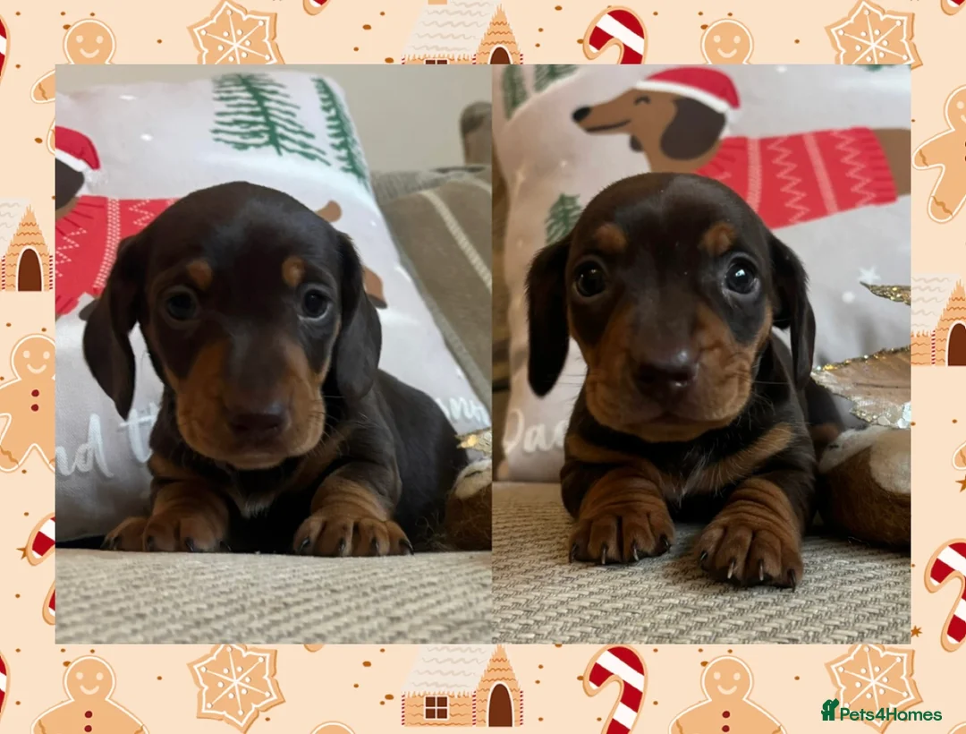 Miniature Dachshund dogs for sale: BEAUTIFUL PRA CLEAR & KC REG MINIS - Advert 3
