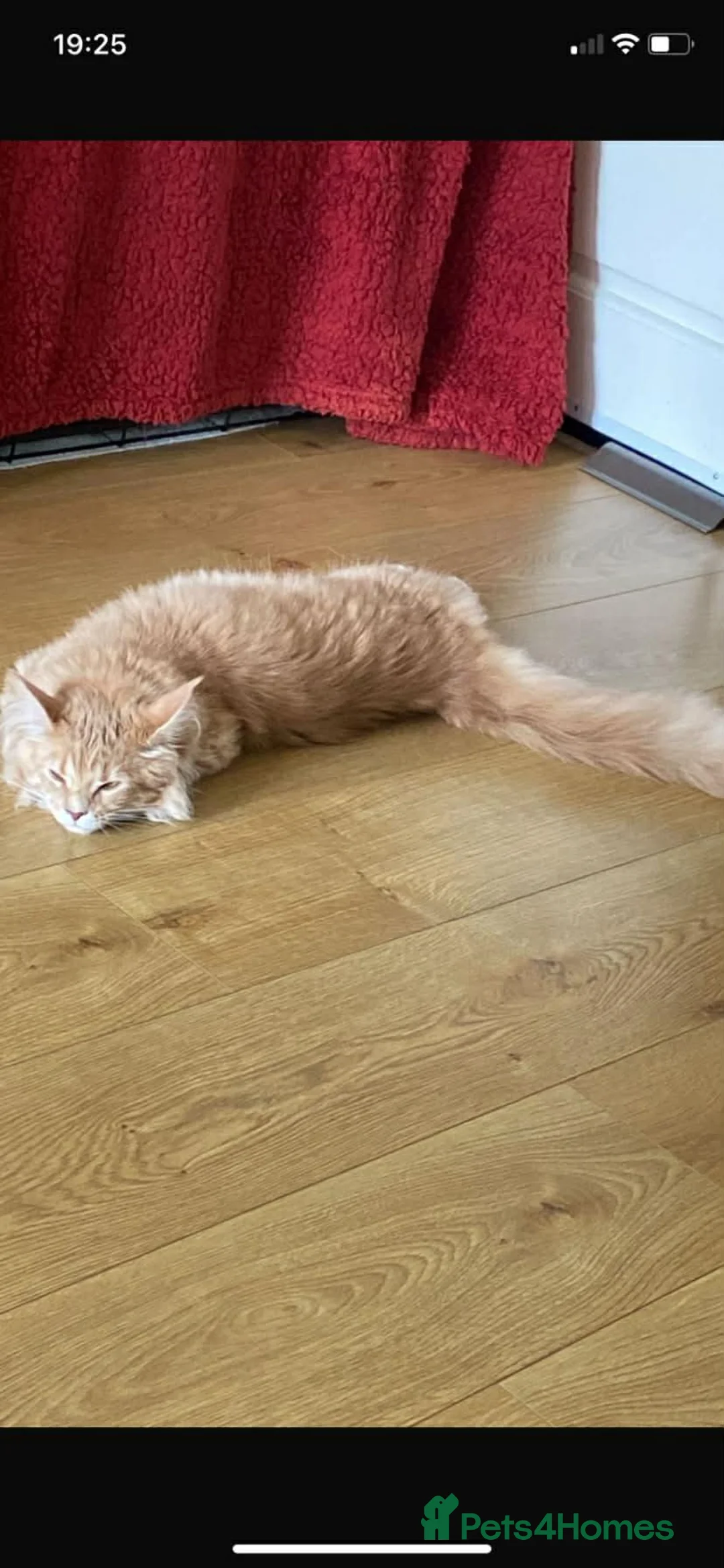 Maine Coon cats for sale: XXL Exceptional Pedigree Kittens Russian line - Advert 6