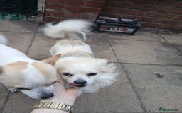 Chihuahua dogs for stud: 2 Chihuahua males for stud  - Image 1