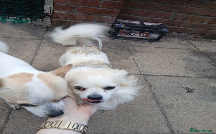 Chihuahua dogs - Advert 1