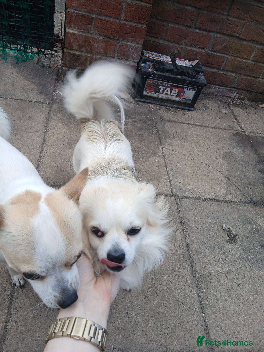 Chihuahua dogs for stud: 2 Chihuahua males for stud  - Image 1