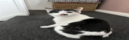 British Shorthair cats for sale: 4 kittens looking for new homes in Rayleigh - Advert 1