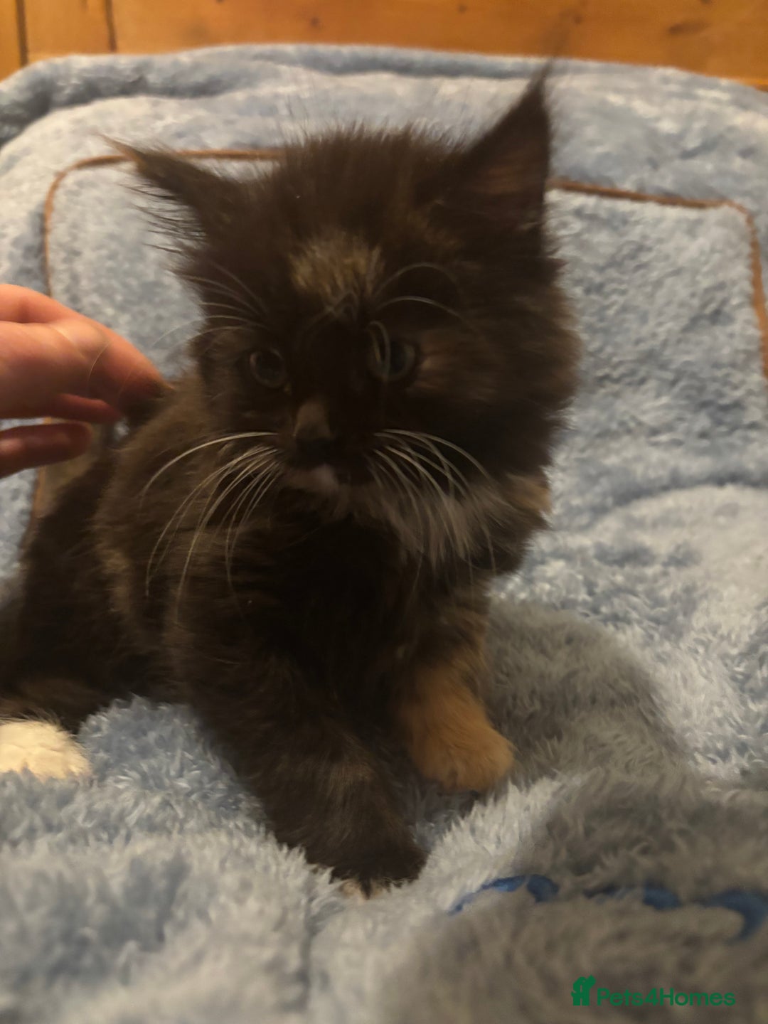 Mixed Breed cats for sale: 7 beautiful British short hair cross  - Advert 10