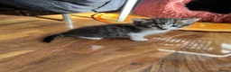 Mixed Breed cats for sale: Kitten looking for a house - Advert 9