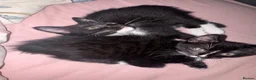 Domestic Shorthair cats for sale: Boy Kitten ready to leave  - Advert 5