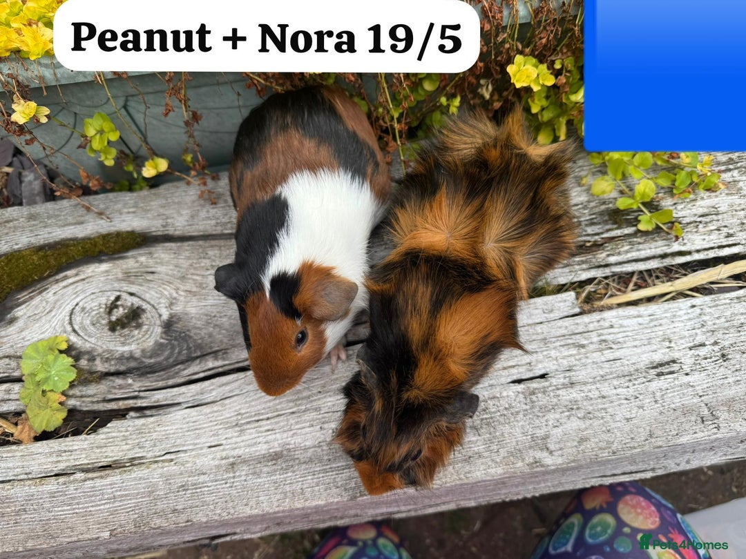 Guinea Pig rodents for sale: Baby guinea pigs available now. Sheffield. - Image 18