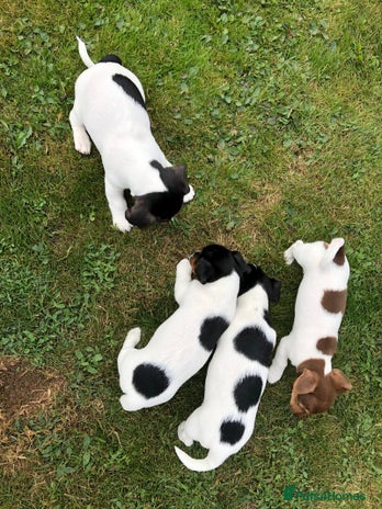 Jack Russell dogs - Advert 1