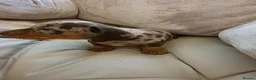 Miniature Dachshund dogs for sale: Minature dachshund chocolate dapple puppy - Advert 22