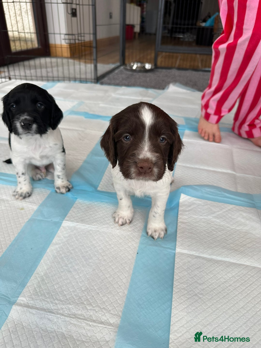 English Springer Spaniel dogs for sale: Gorgeous working English Springer Spaniel Puppies - Advert 22