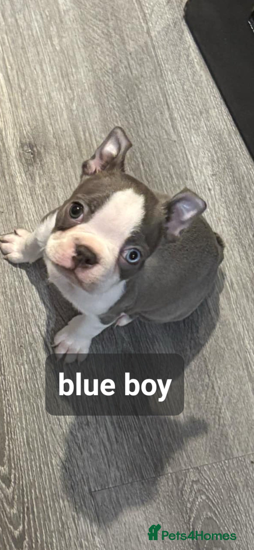 Boston Terrier dogs for sale: Beautiful Boston terrier puppies  - Image 1