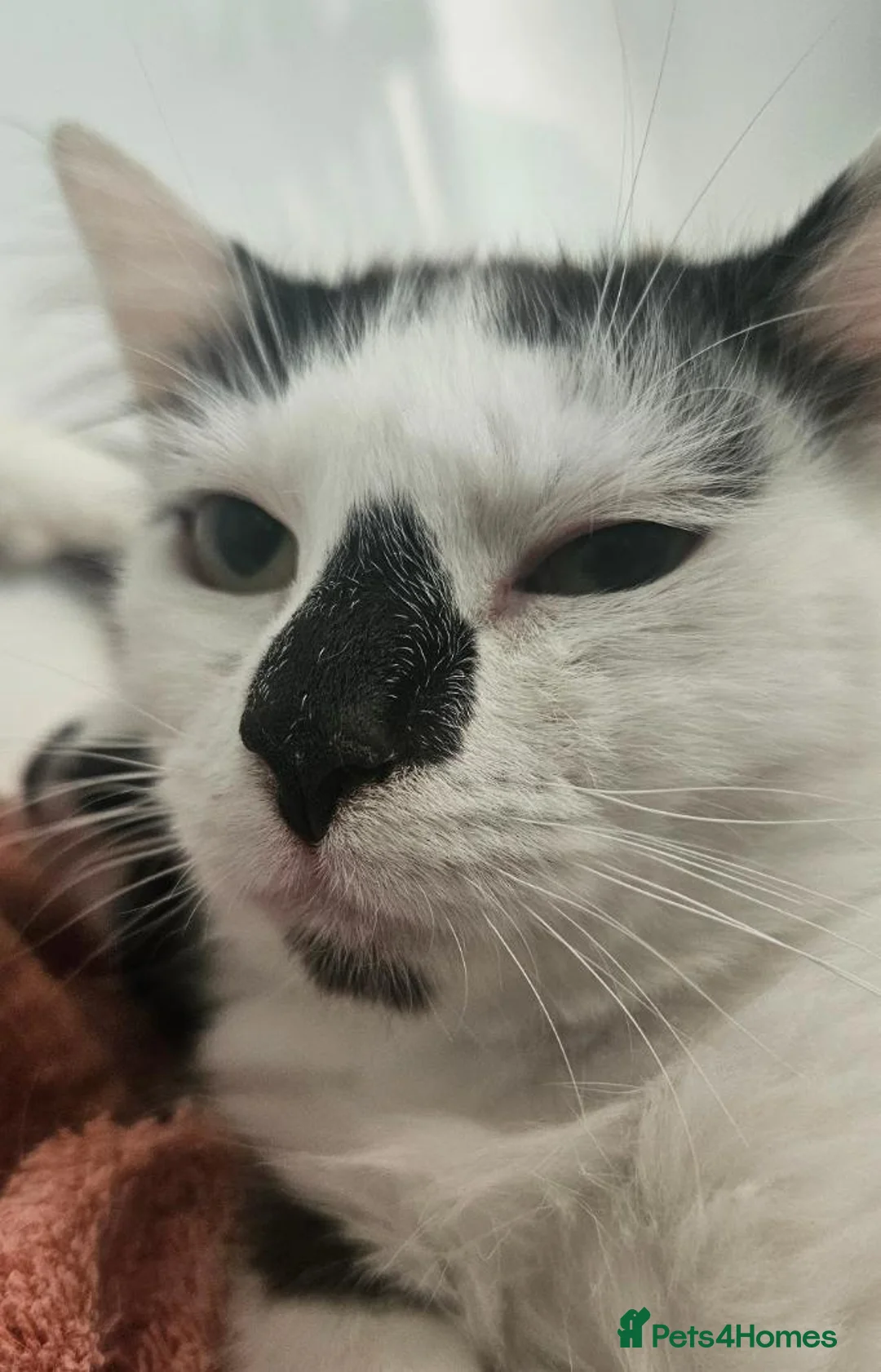 Mixed Breed cats for adoption: Two Cats for Indoor Adoption Together  - Advert 2
