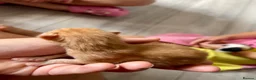 Mixed Breed cats for sale: Long haired ginger females kittens - Advert 21