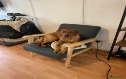 Labrador Retriever dogs for sale: 6 month - Red Fox Lab - male - Image 2