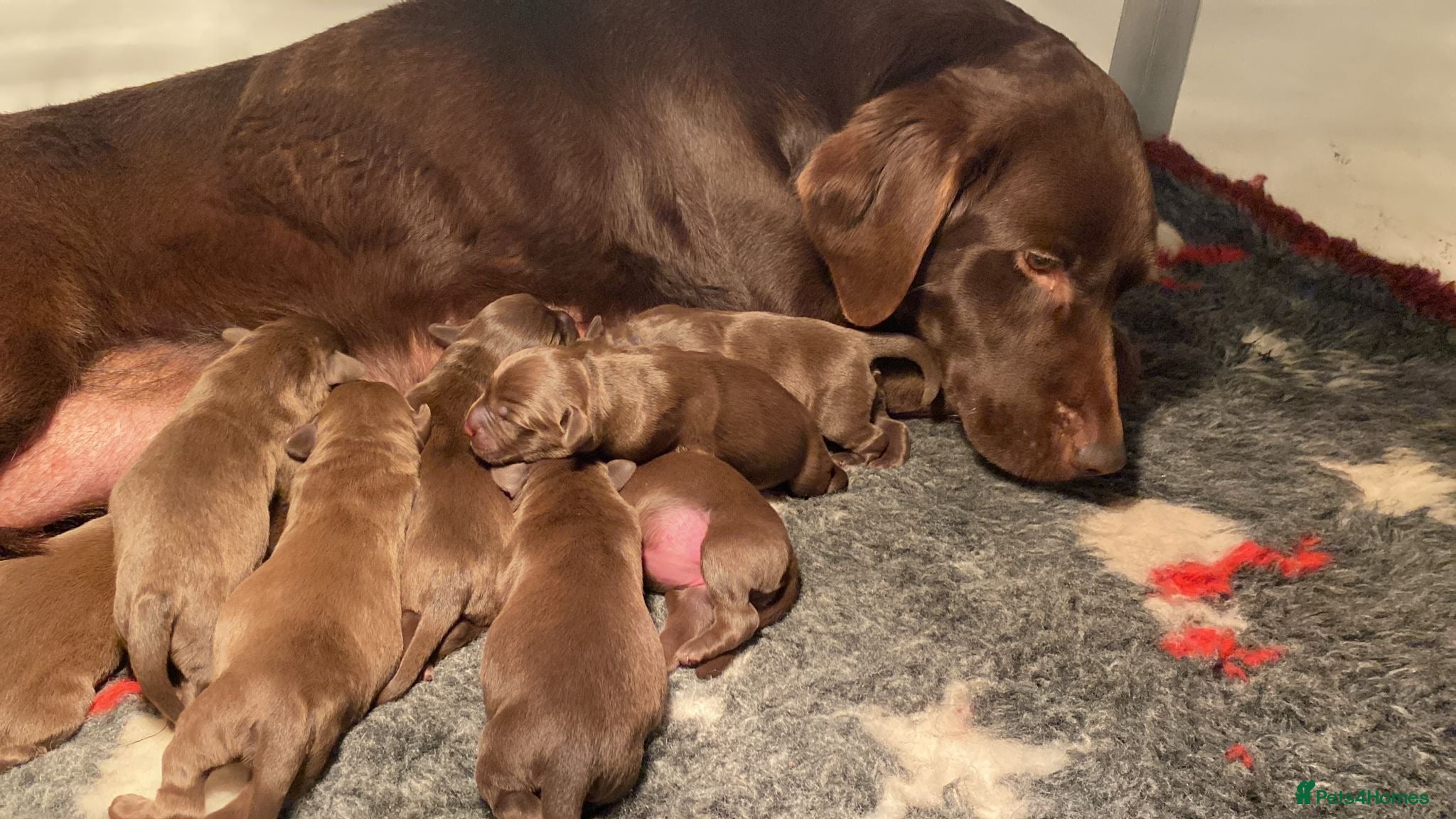 Labrador Retriever dogs Chocolate Labrador puppies - Advert 5