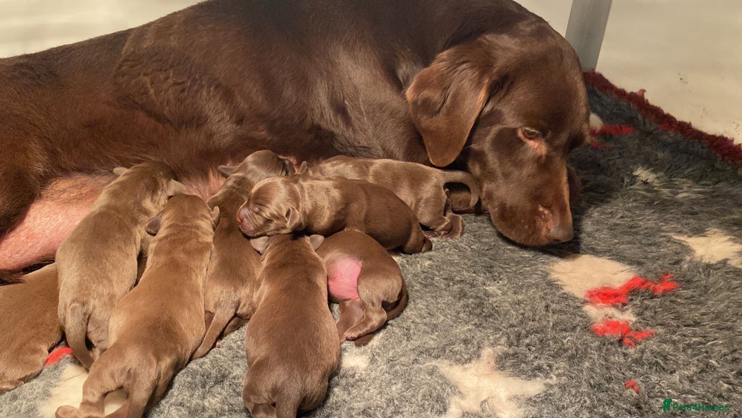 Labrador Retriever dogs for sale: Chocolate Labrador puppies - Advert 2