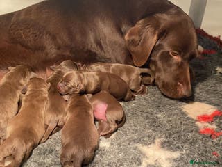 Labrador Retriever dogs Chocolate Labrador puppies - Advert 5