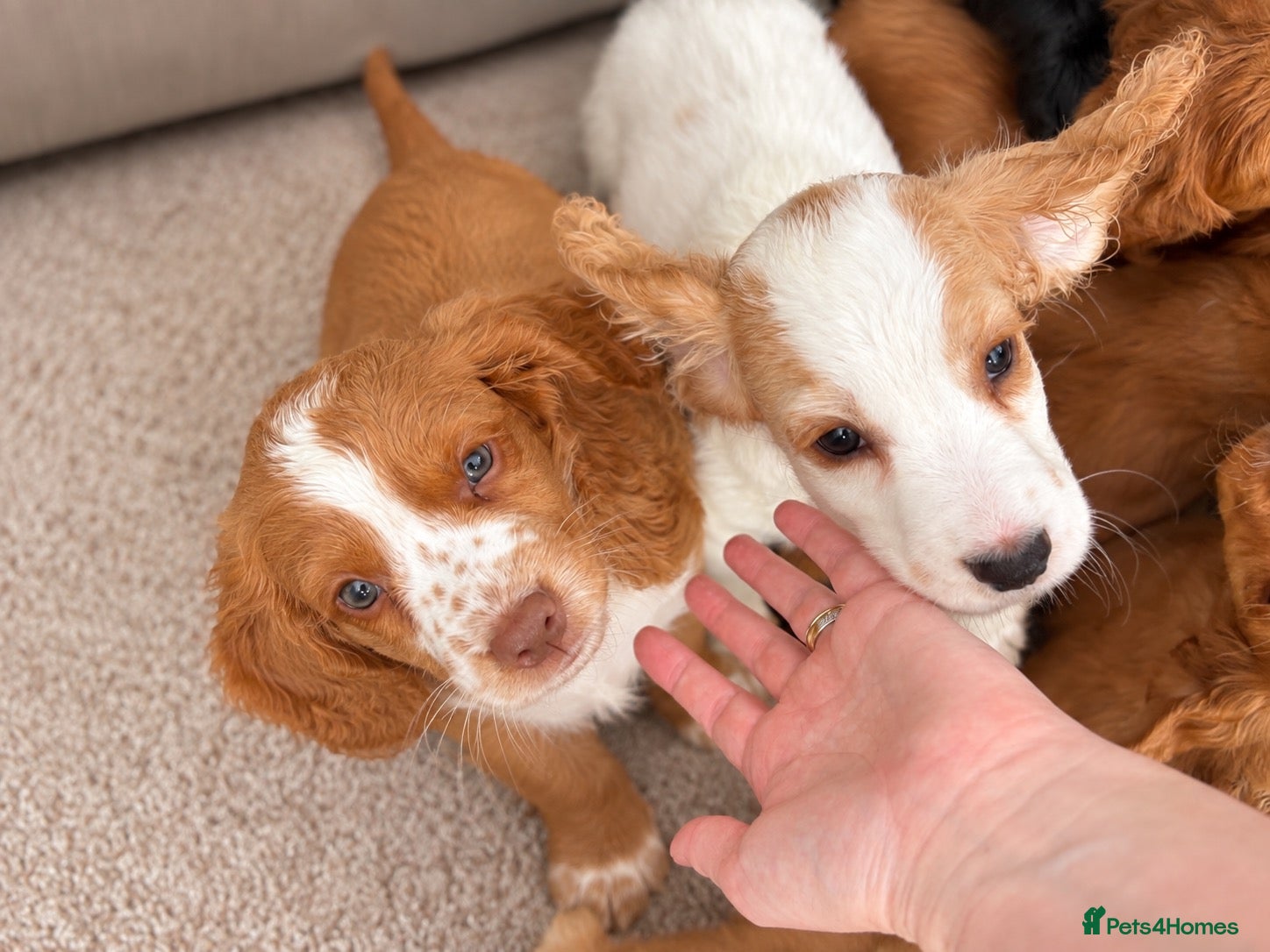 Cocker Spaniel dogs HEALTH CLEAR /KC WORKING COCKER SPANIEL PUPPIES - Advert 2