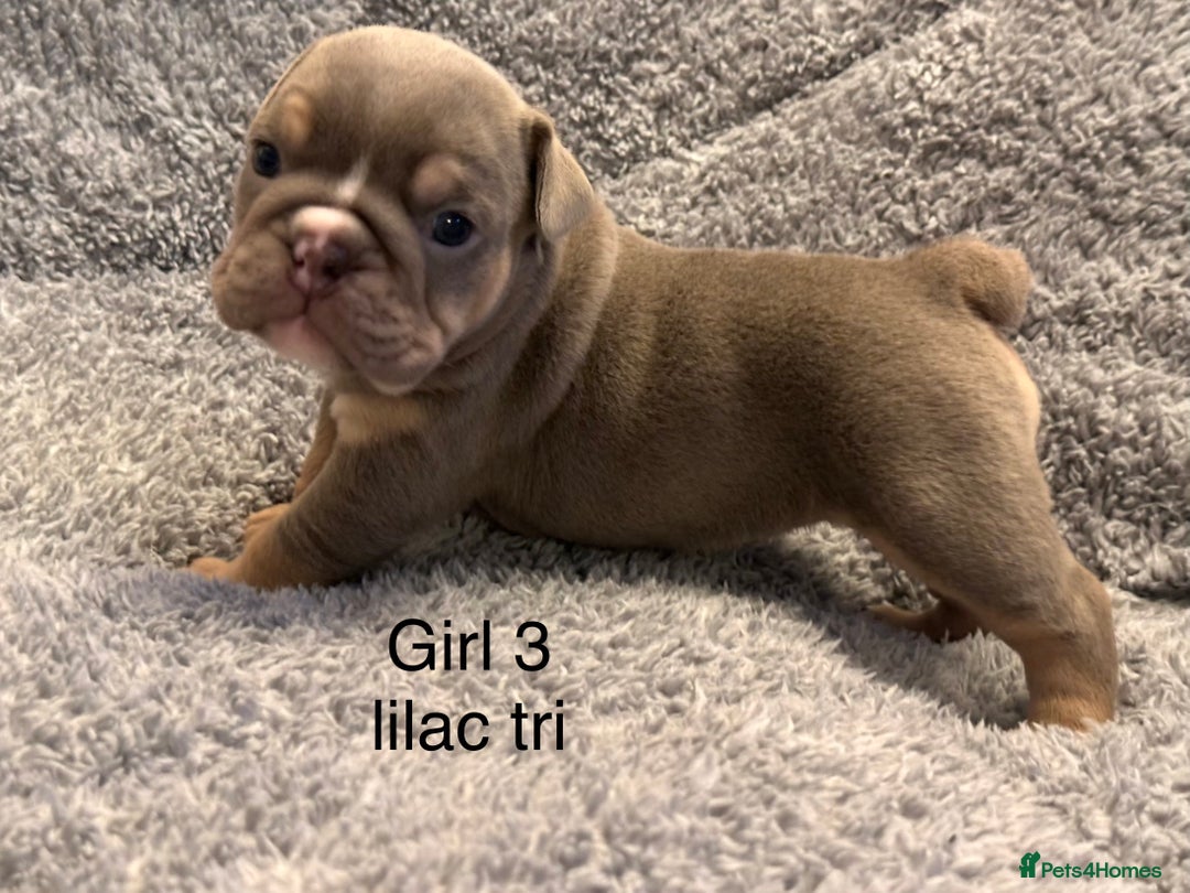 English Bulldog dogs for sale: QUALITY 5* ENGLISH BULLDOG PUPPIES - Advert 7