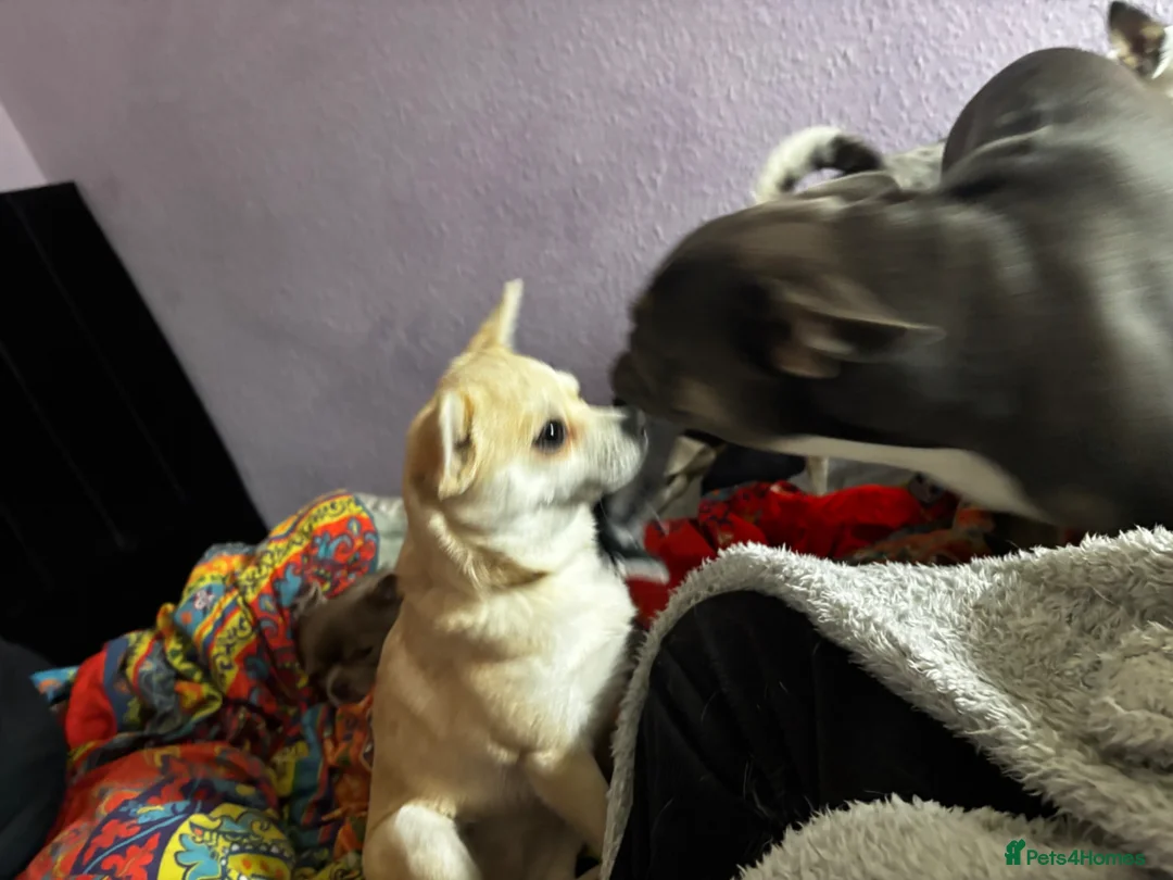 Pomchi dogs for sale: Meet Marnie!  in Dunmow - Advert 2