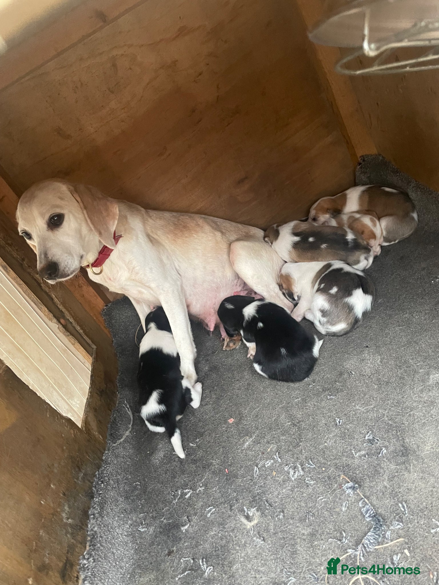 Beagle dogs Beagle pups - Advert 2