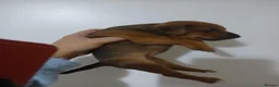 Patterjack dogs for sale: Patterjacks - Advert 6