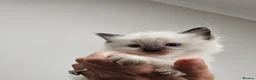 Ragdoll cats for sale: Blue Sepia, Seal Sepia and Seal Point Ragdolls - Advert 7