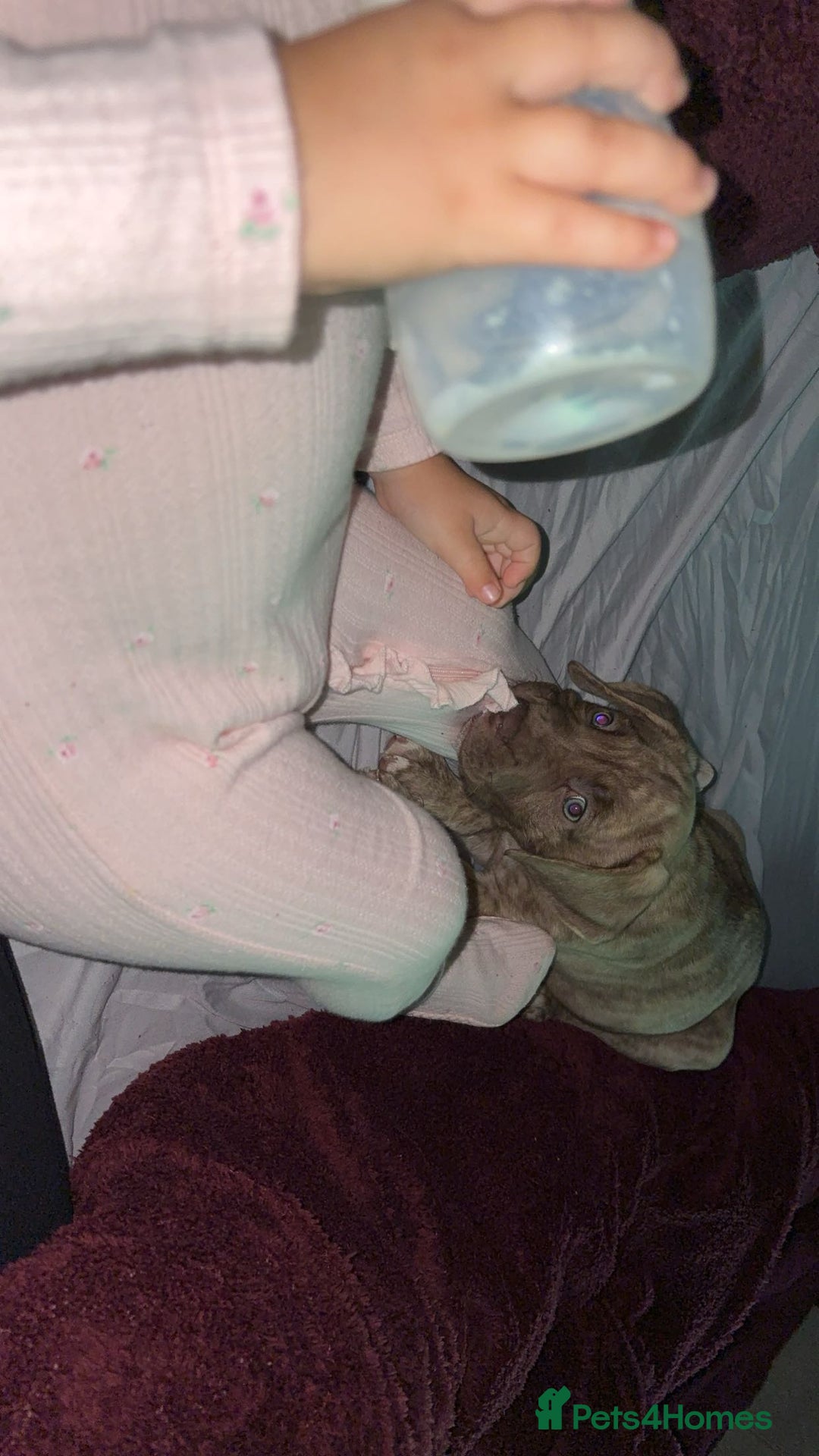 Mixed Breed dogs for sale: 11 week old Toya  - Image 2