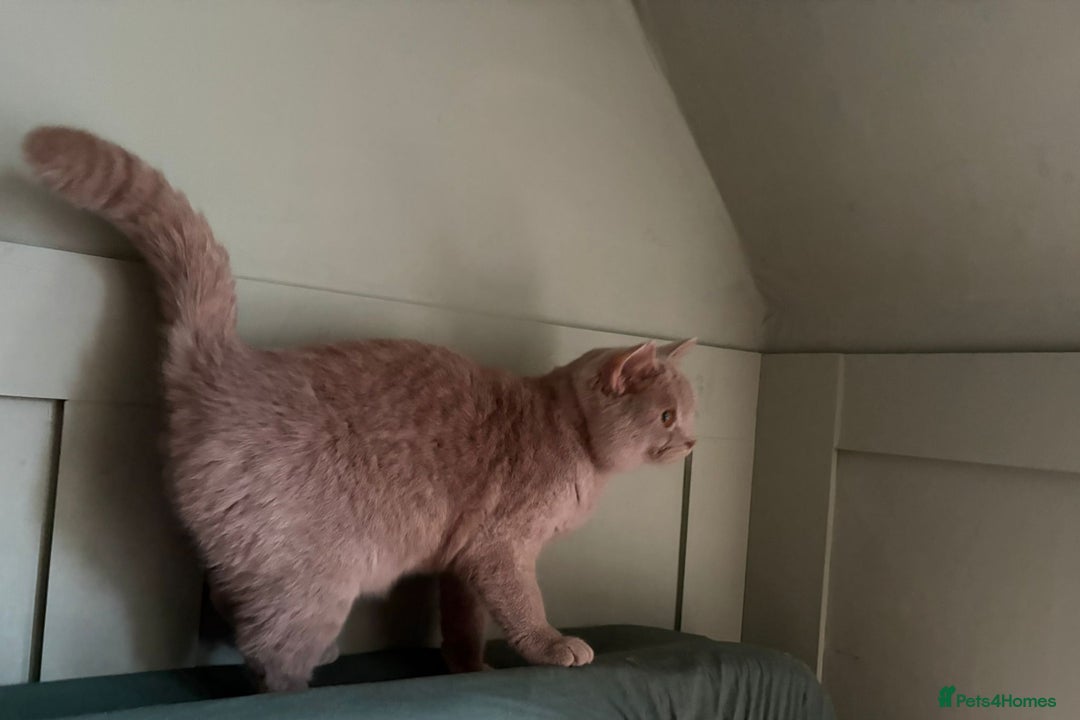 British Shorthair cats for sale: British Shorthair kittens - Advert 7