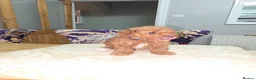 Toy Poodle dogs for sale: Look at our lovely litter of Toy Poodles  - Advert 5