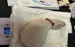 Samoyed dogs for sale: KC reg. Samoyed puppies with champ bloodline  - Advert 6