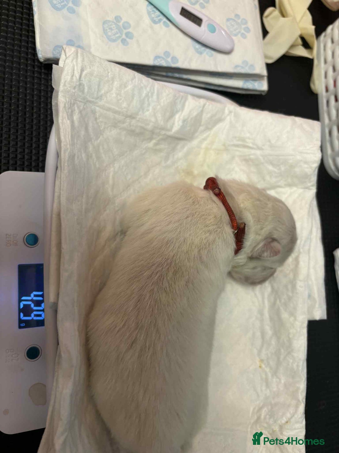 Samoyed dogs for sale: KC reg. Samoyed puppies with champ bloodline  - Advert 6