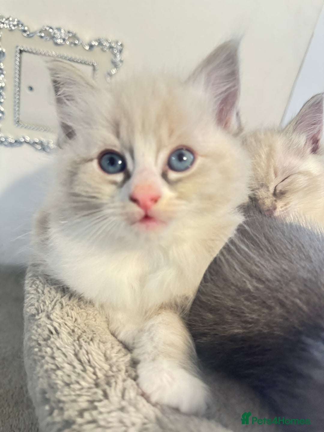 Ragdoll cats for sale: Beautiful Ragdoll Kittens - Advert 13