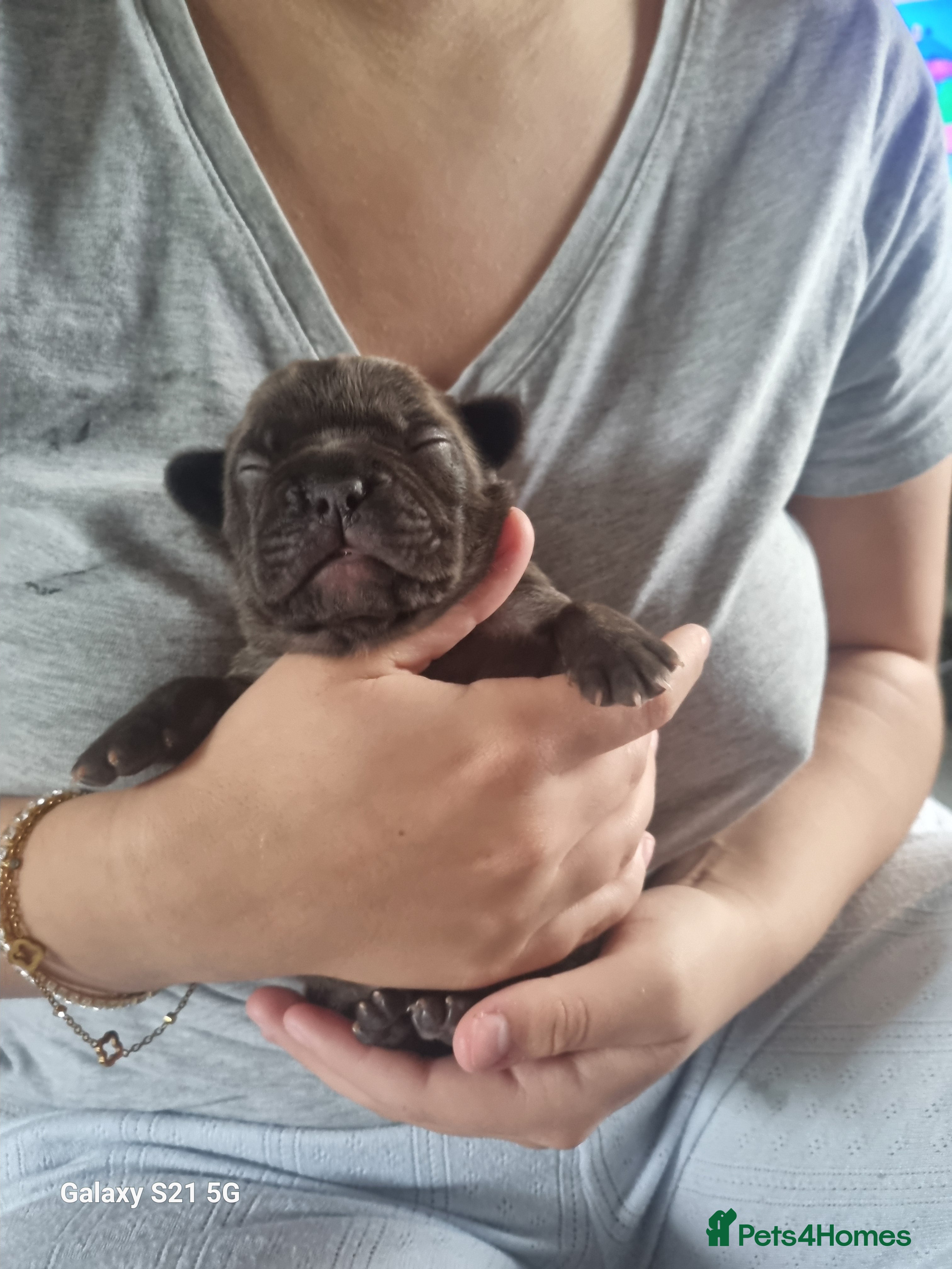 French Bulldog dogs Kc registered french bulldogs for sale. - Advert 12