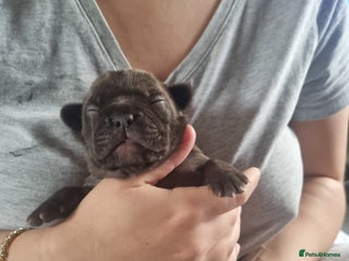 French Bulldog dogs French bulldogs for sale - Advert 2