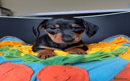Miniature Dachshund dogs for sale: Mini Dachshund puppies, PRA clear, health tested - Image 28