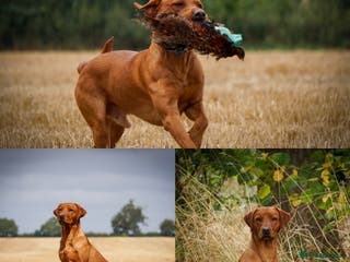 Labrador Retriever dogs Fantastic Proven Working Labrador at Stud in Melton Mowbray - Advert 14