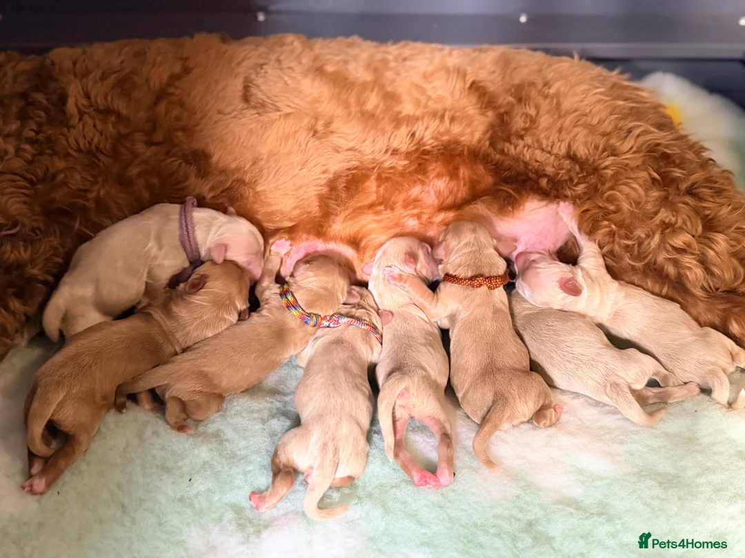 Australian Labradoodle dogs for sale: 100% WALA registered Australian Labradoodles - Advert 2