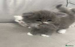 Scottish Fold cats for sale: Scottish fold straight kittens medium/long hair - Image 8
