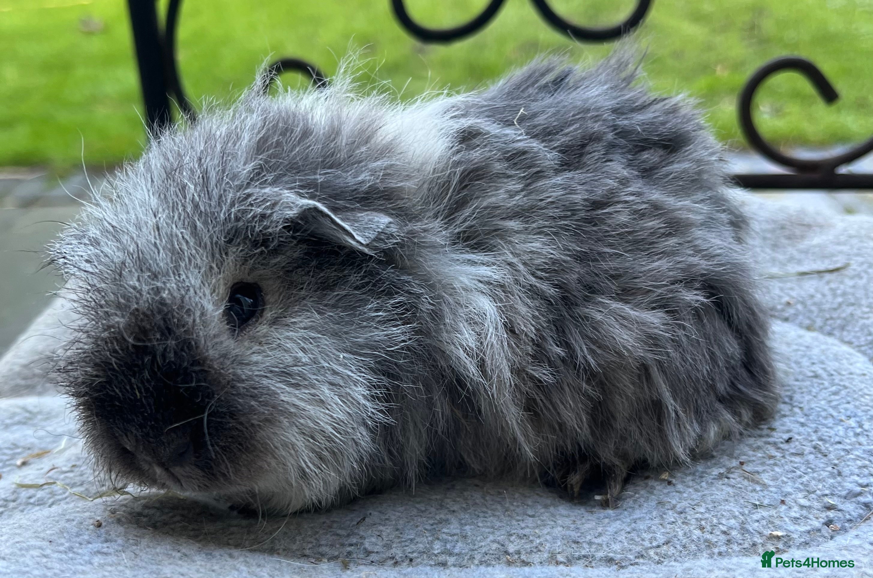 Guinea Pig rodents Baby guinea pigs, life time help and support.  - Advert 5