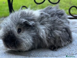 Guinea Pig rodents Baby guinea pigs, life time help and support. - Advert 5