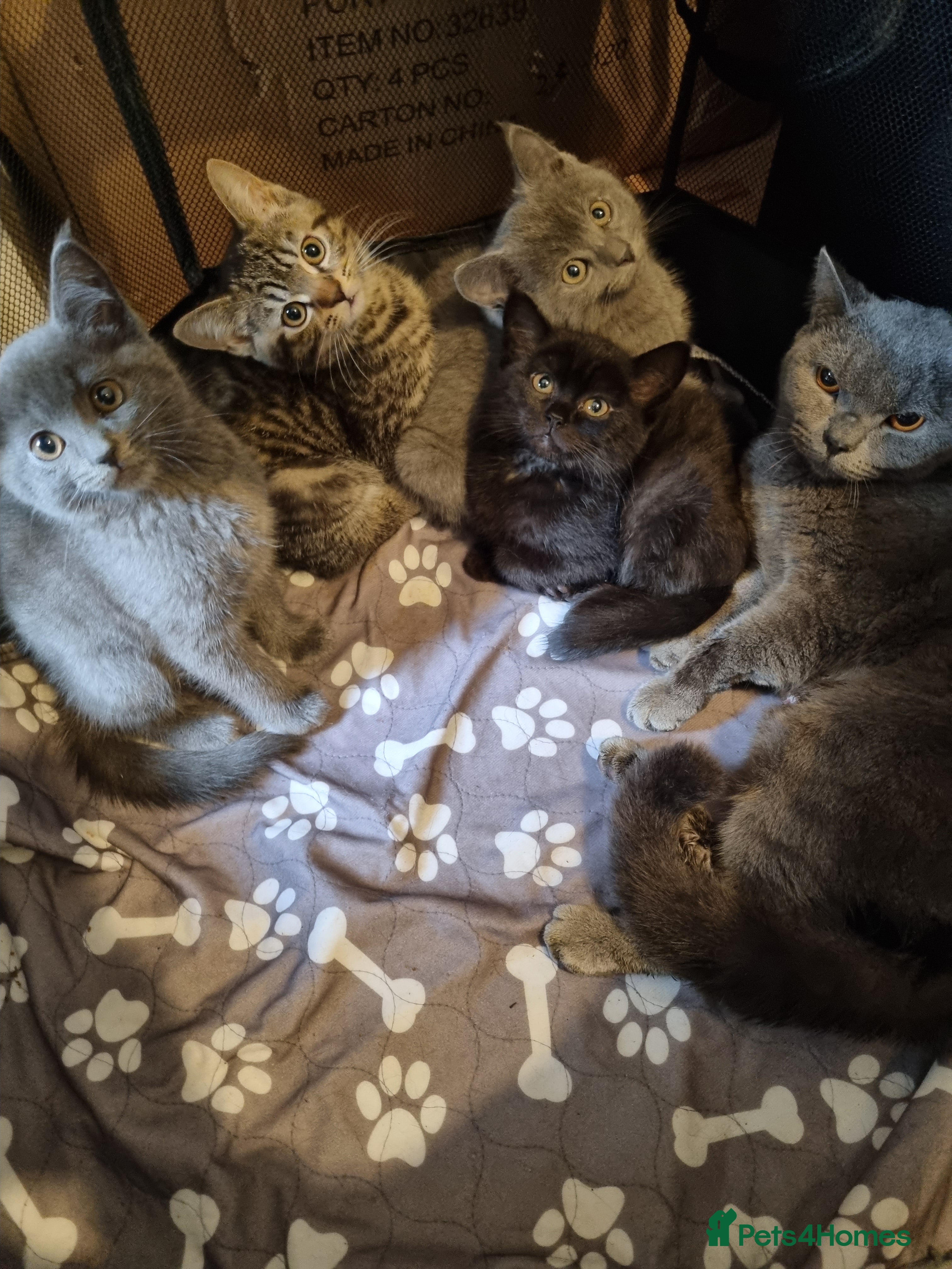 Mixed Breed cats Scottish, British and American short-haired  - Advert 1