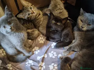 Mixed Breed cats Scottish, British and American short-haired - Advert 10