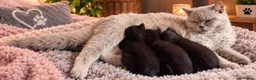 British Shorthair cats for sale: Beautiful Kittens 😻😻 - Advert 9