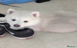 Pomsky dogs for sale: Pomsky F3 - Image 4