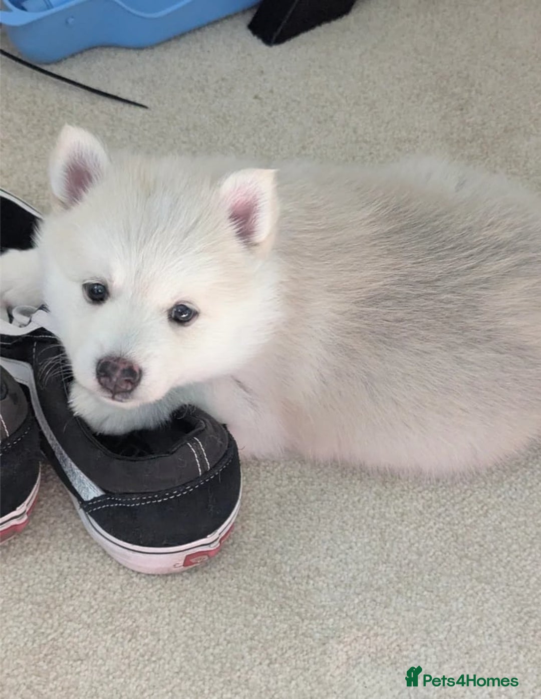 Pomsky dogs for sale: Pomsky F3 - Image 4