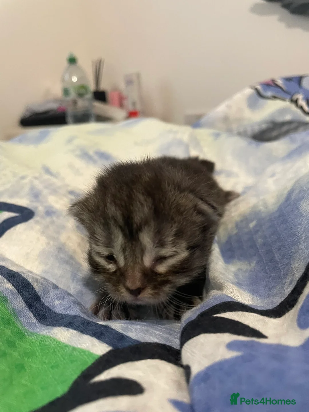 Persian cats for sale: Persian kittens  - Advert 8