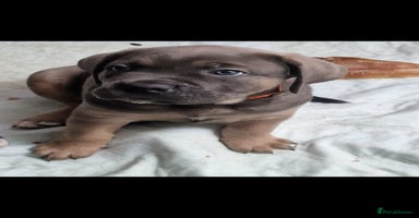 Cane Corso dogs - Advert 3